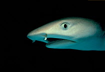 Portrait of Whitetip reef shark (Trianodon obesus) Great Barrier Reef, Australia