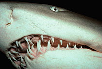 Close up of teeth of Sand Tiger shark {Carcharias taurus} New South Wales, Australia.