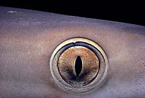Eye of Caribbean reef shark {Carcharhinus perezi} Bahamas, Caribbean Sea.