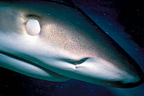 Eye of Caribbean reef shark nictating membrane closed {Carcharhinus perezi} Bahamas