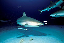 Caribbean reef sharks {Carcharhinus perezi} + Remora, Bahamas, Caribbean Sea.