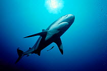 Caribbean reef shark {Carcharhinus perezi} + Remora, Bahamas, Caribbean Sea.
