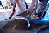 Long-line shark fisherman fins Great Hammerhead Shark {Sphyrna mokarran} Australia Model released.