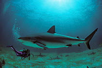 Diver observes Caribbean reef shark {Carcharhinus perezi} Bahamas, Caribbean Sea Model released.