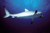Caribbean reef shark {Carcharhinus perezi} feeds on fish, Bahamas, Caribbean Sea.