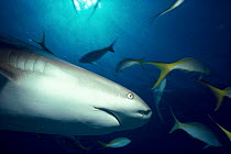 Caribbean reef shark {Carcharhinus perezi} + Yellowtail snappers, Bahamas,
