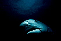 Tiger shark {Galeocerdo cuvier} hooked on a long line, Bahamas, Caribbean Sea.