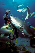 Shark handler feeds fish to Caribbean reef shark {Carcharhinus perezi} Bahamas Model released.