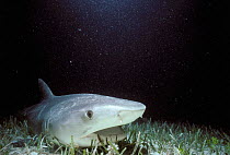 Tiger shark resting on seabed with seagrass {Galeocerdo cuvier} Bahamas, Caribbean Sea.