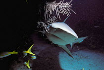 Caribbean reef shark {Carcharhinus perezi} + Yellowtail snappers, Bahamas,