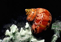 Tapestry turban snail {Turbo petholatus} feeds on algae covering coral, Red Sea