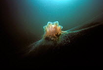 Lion's mane jellyfish {Cyanea capillata} USA, Atlantic