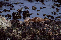 European river otter {Lutra lutra} mother and cub. Shetland, UK.