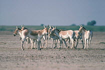 Indian wild asses surround foal in defence {Equus hemionus khur} Little Rann of Kutch