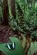 Morpho butterfly {Morpho achilles} Napo River, Amazon Basin, Ecuador