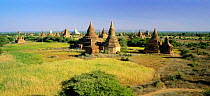 Old Bagan archaeological zone ancient temples, Bagan / Pagan, Myanmar