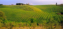 Vineyards in rolling landscape, San Gimignano, Tuscany, Italy