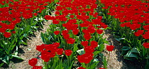 Rows of Red tulips in tulip field, Lisse Vicinity, Holland, The Netherlands