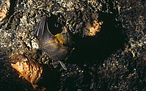 Fruit bat in cave (Megachiroptera) Komodo Island, Indonesia
