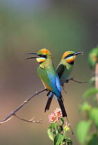 Rainbow / Australian bee-eater pair {Merops ornatus} Queensland, Australia