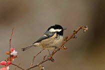 Coal tit {Periparus ater} on Japonica flowers in spring, UK