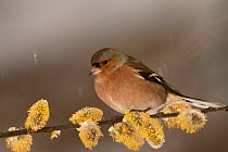 Male Chaffinch {Fringilla coelebs} on willow catkins in snow. Pyrenees, France