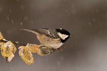 Coal tit {Periparus ater} on Willow catkins {Salix sp} in snow, UK