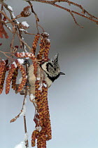 Crested tit {Lophophanes cristatus} on catkins in snow, U