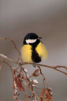 Great tit {Parus major} on catkins, Pyrenees, France