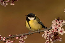 Great tit {Parus major} amongst blossom, Pyrenees, France