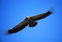 Griffon vulture flying {Gyps fulvus} Pyrenees, Spain