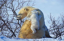 Polar bear cub climbing on mother's back {Ursus maritimus} Canada