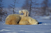 Polar bear cub climbing on resting mother {Ursus maritimus} Canada