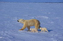 Polar bear leading two cubs across ice {Ursus maritimus} Canada
