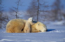 Polar bear cub climbing on resting mother {Ursus maritimus} Canada