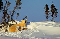 Polar bear with three cubs in snow bed {Ursus maritimus} Canada