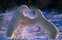 Polar bears play fighting {Ursus maritimus} Canada