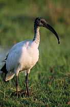 Sacred ibis {Threskiornis aethiopicus} Khwai river, Moremi GR, Botswana
