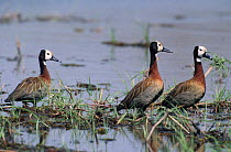 White faced whistling ducks {Dendrocygna viduata} Khwai river, Moremi GR, Botswana