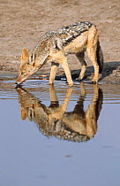 Black backed jackal drinking {Canis mesomelas} Savuti Chobe, Botswana