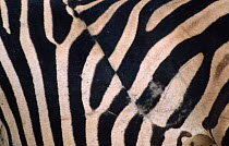 Close up of irregular stripe of Common zebra, probably caused by lion wound. Botswana