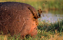 Hippo male scattering dung to express dominance, Moremi Game Reserve (Hippopotamus amphibius) Botswana.