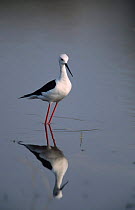 Black winged stilt wading {Himantopus himantopus} Moremi,, Botswana