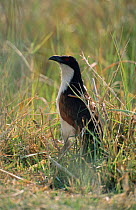 Senegal coucal in reeds {Centropus senegalensis} Moremi, Botswana