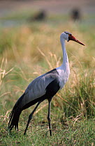 Wattled crane portrait {Bugeranus carunculatus} Moremi, Botswana