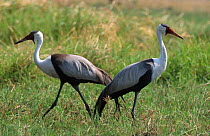 Wattled crane pair {Bugeranus carunculatus} Moremi GR, Botswan