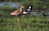 Wattled plover {Vanellus senegallus} + Blacksmith lapwing {V. armatus}, Moremi Botswana