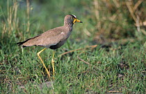 Wattled plover {Vanellus senegallus} Moremi, Botswana