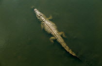 Nile crocodile {Crocodylus niloticus} viewed from above, Kruger National Park, South Africa