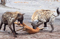 Spotted hyaenas {Crocuta crocuta} predating Impala. Savuti Chobe NP, Botswana